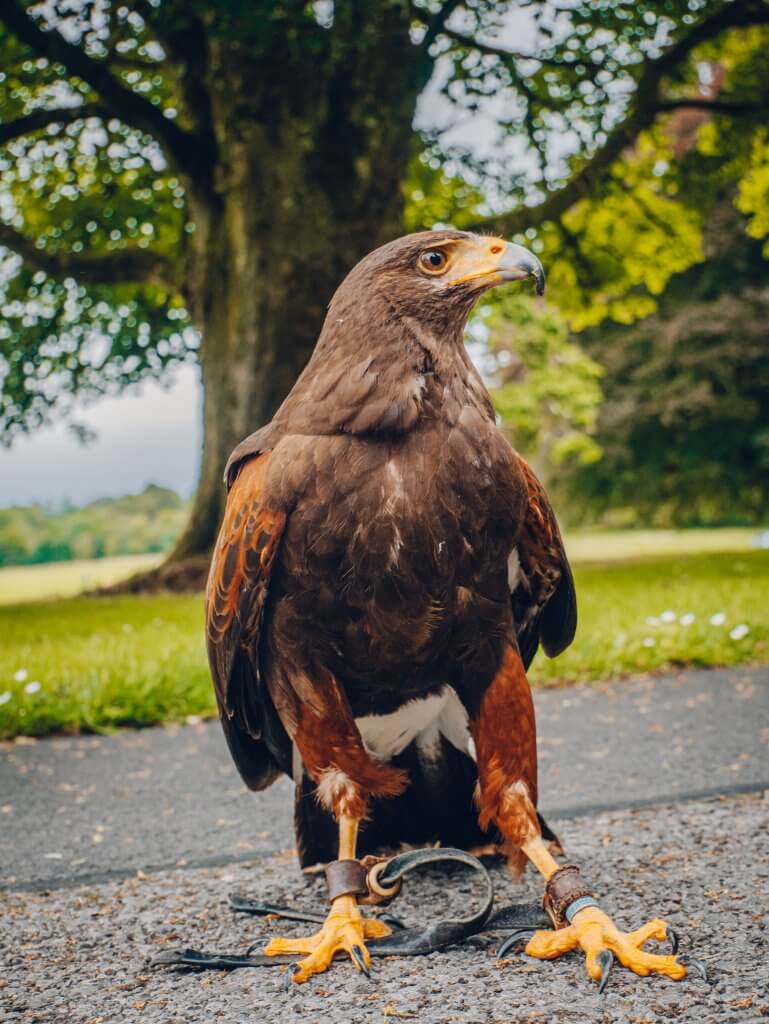 Harris Hawk