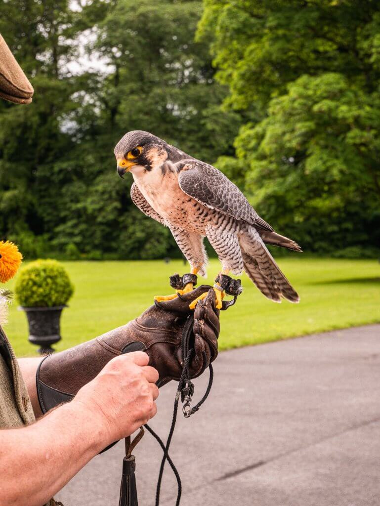 Peregrine Falcon At Mount Falcon Ireland