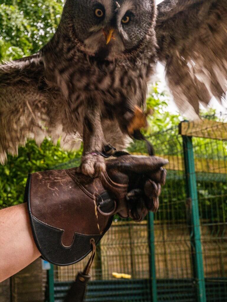 Grey Owl flying at Mount Falcon