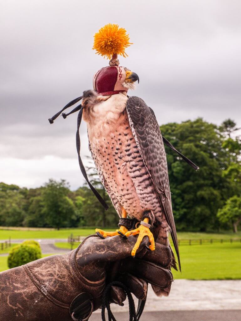 Peregrine falcon wearing a head cap at Mount Falcon Estate