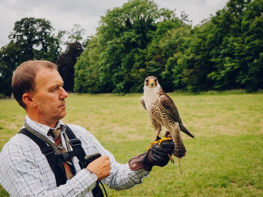 Falconer at Lyrath estate demonstrating the flight of a peregrine falcon in the Lyrath estate in Kilkenny Ireland