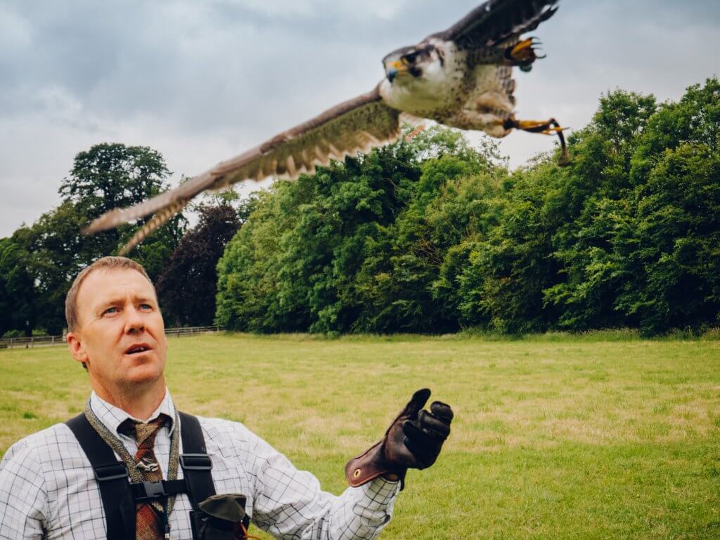 Falcon in flight at the Hawkeye school of falconry in Kilkenny Ireland