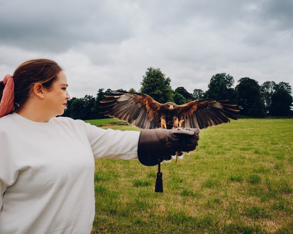 Harris hawk landing on a woman's gloved hand at a falconry experience in Kilkenny Ireland