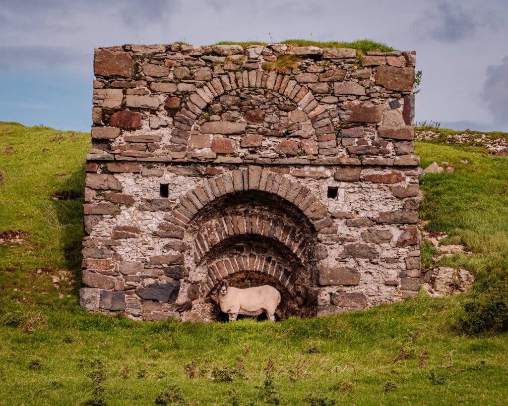 Irish sheep taking shelter at Murlough Bay