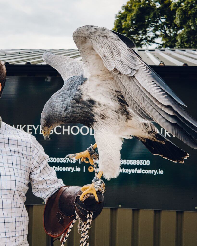 Chilean Blue Eagle at the Lyrath Estate Kilkenny