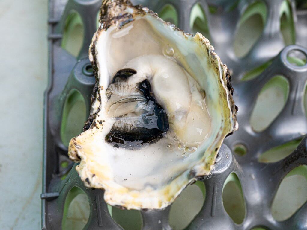 Galway Oyster