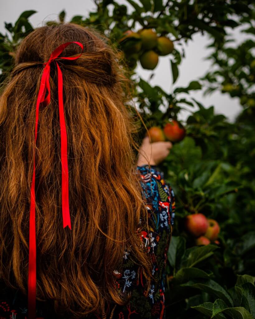 Woman with a red bow in her hair picking apples at The Apple Farm in Cahir Tipperary
