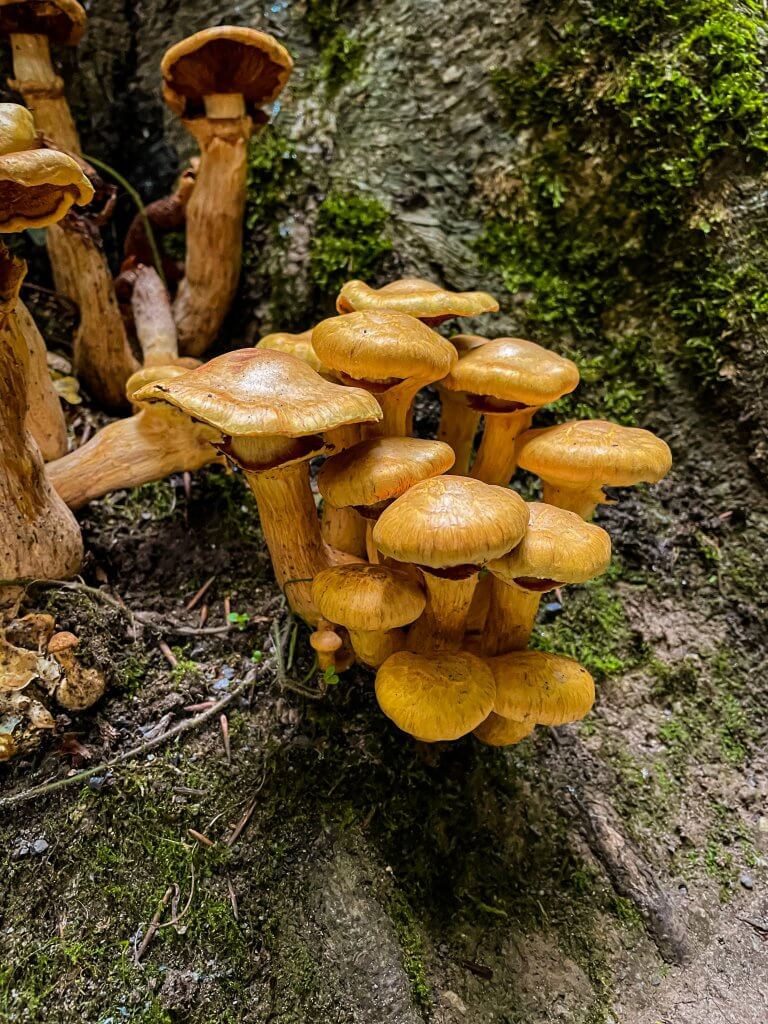 A crop of mushrooms growing in the garden of Swiss Cottage Cahir Tipperary Ireland