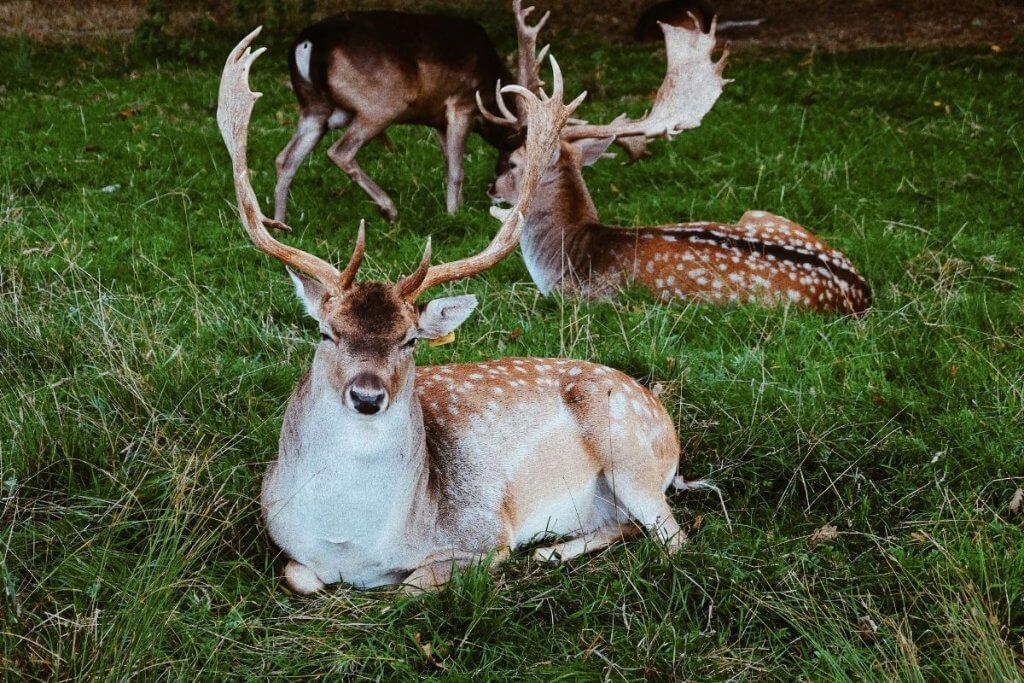 Fallow deer in Phoenix Park Dublin