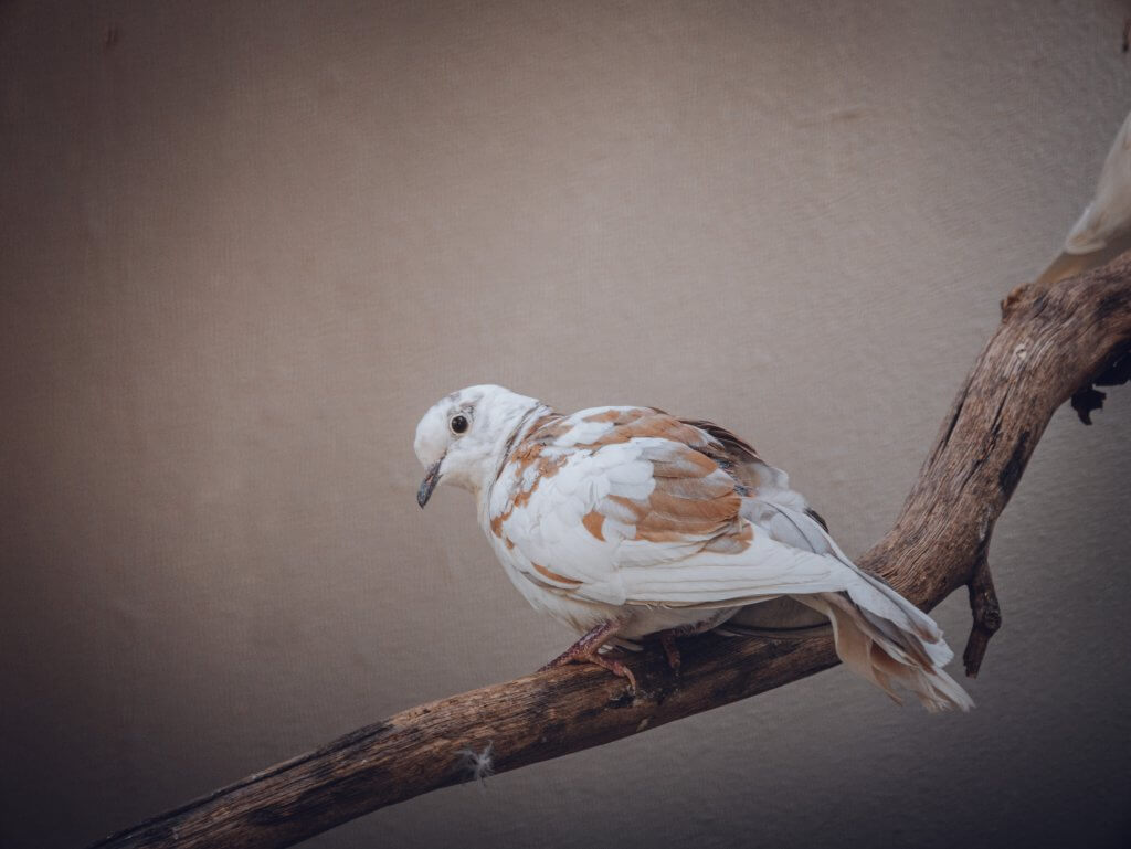 Exotic bird at Vrtbovska Garden in Prague a wonderful place to visit during your 2 days in Prague
