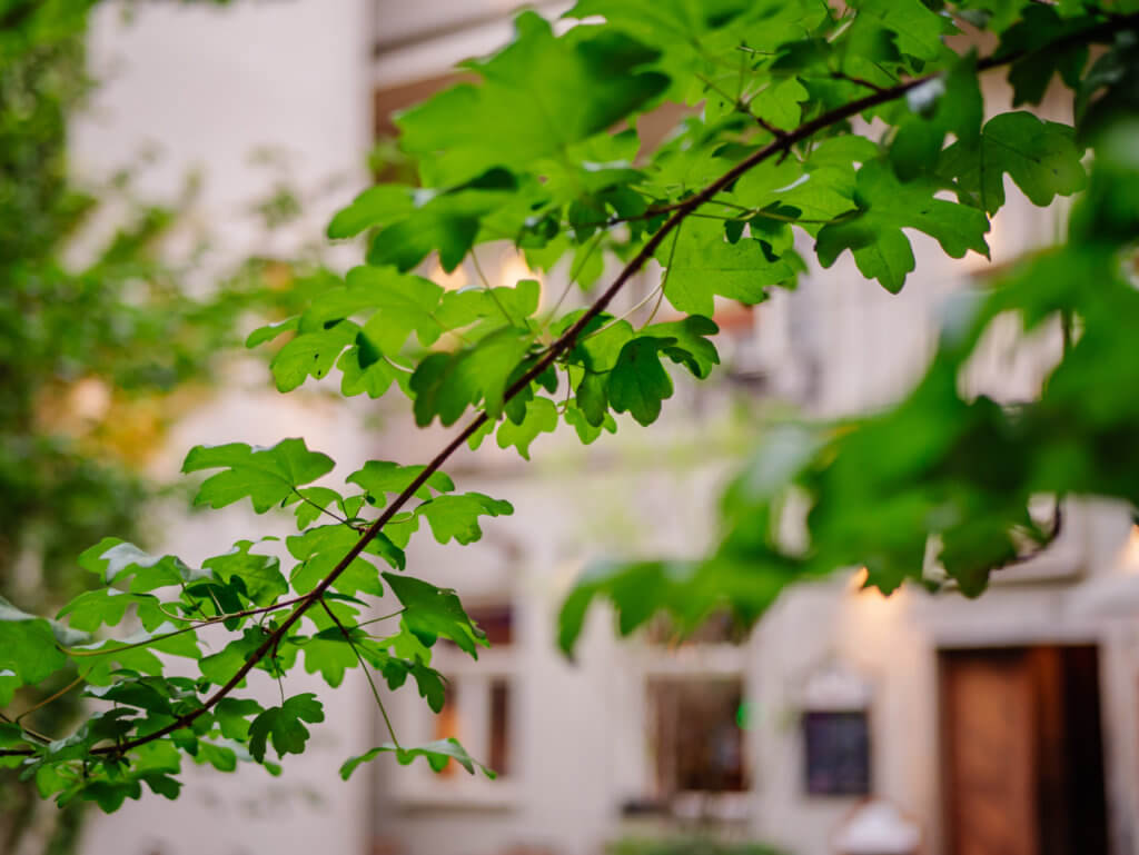 Beautiful tree at MOOo by the castle apartments in Prague
