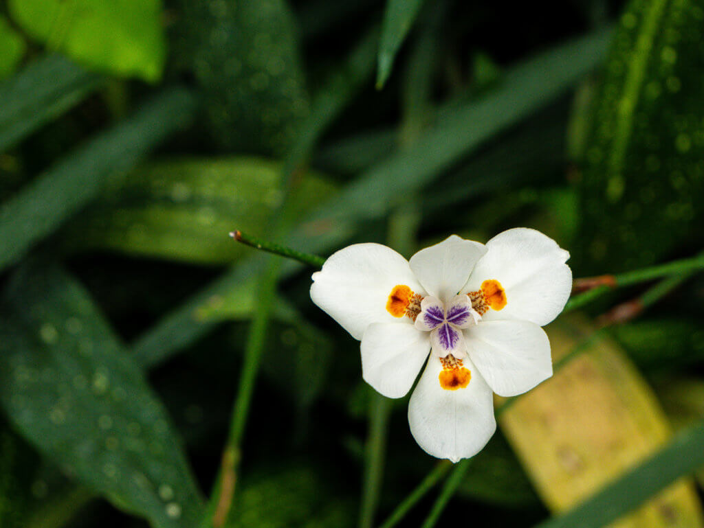White flower at the national botanic garden of wales