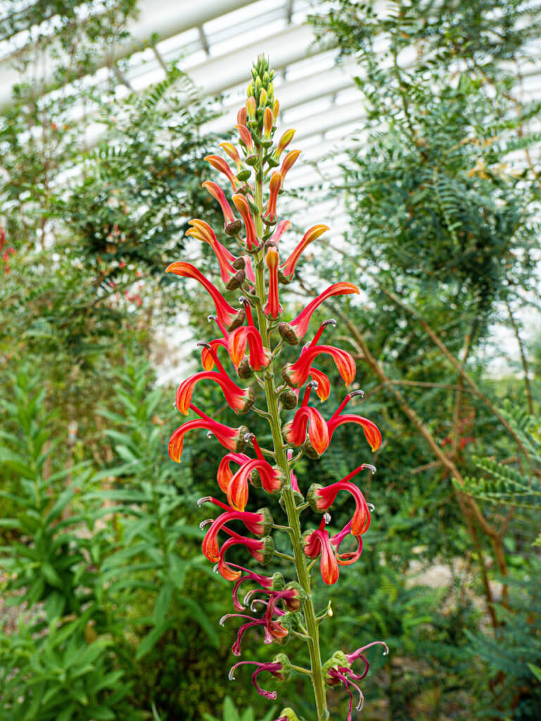 Flowers at the National Botanic Garden of Wales
