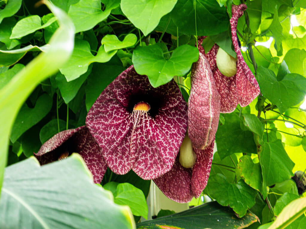 Unusual flowers at the national botanic garden of wales