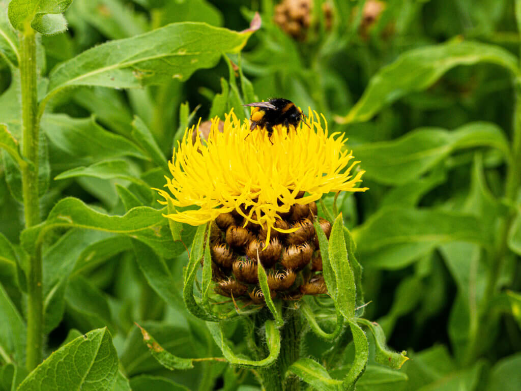 Bee getting pollen from a yellow flower at the national botanic garden of wales