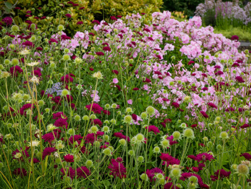 Flowers at the National Botanic Garden of Wales