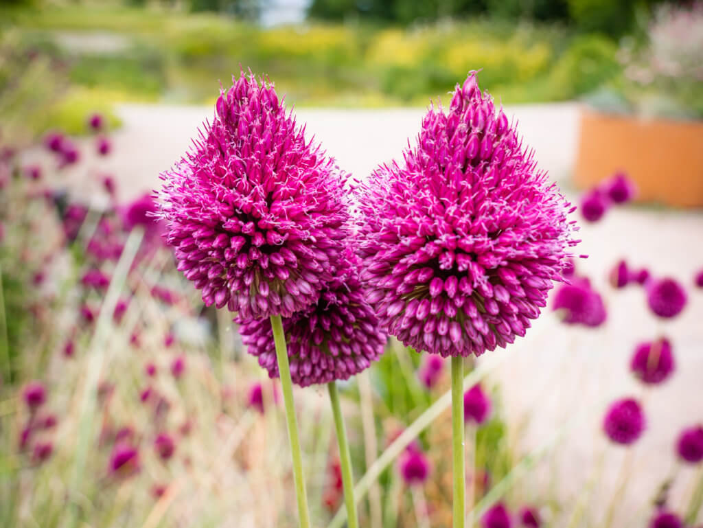 Flowers at the National Botanic Garden of Wales