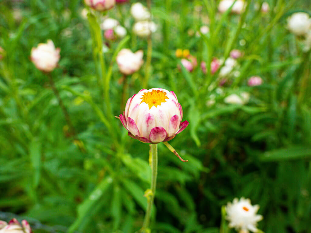 Flowers at national botanic garden of wales