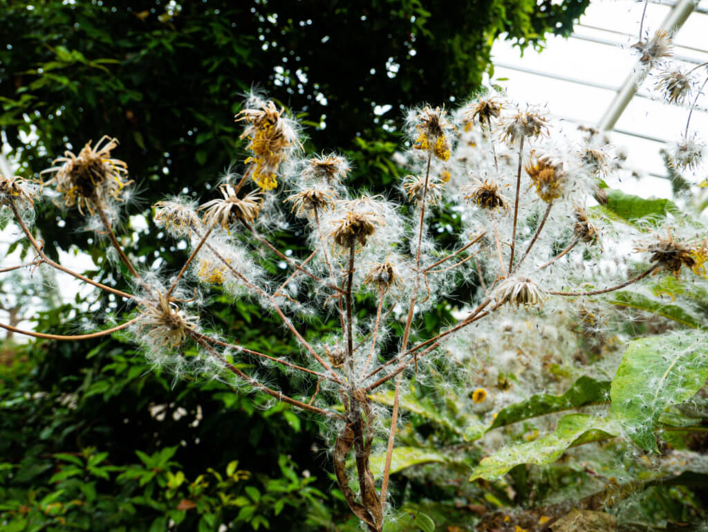 Flowers at the national botanic garden of wales