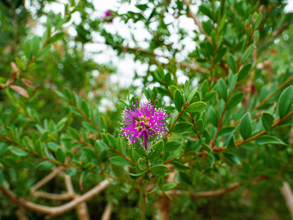 Bottlebrush flower at the national botanic garden of wales