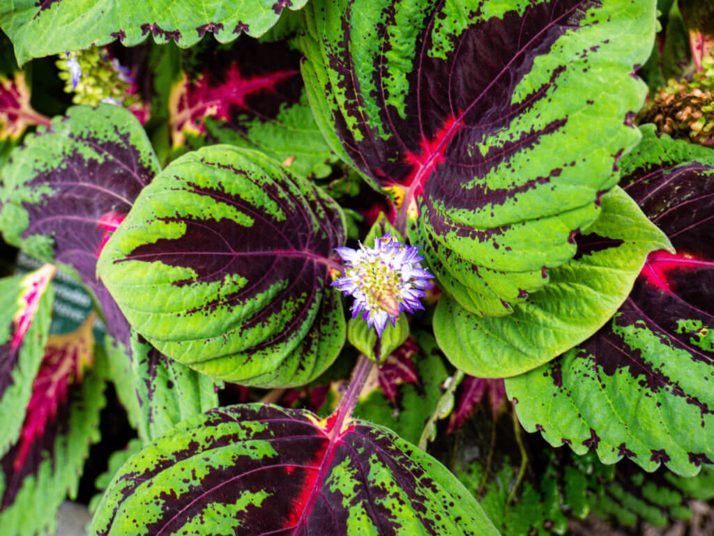 Flowers with variated foliage at the national botanic gardens of Wales