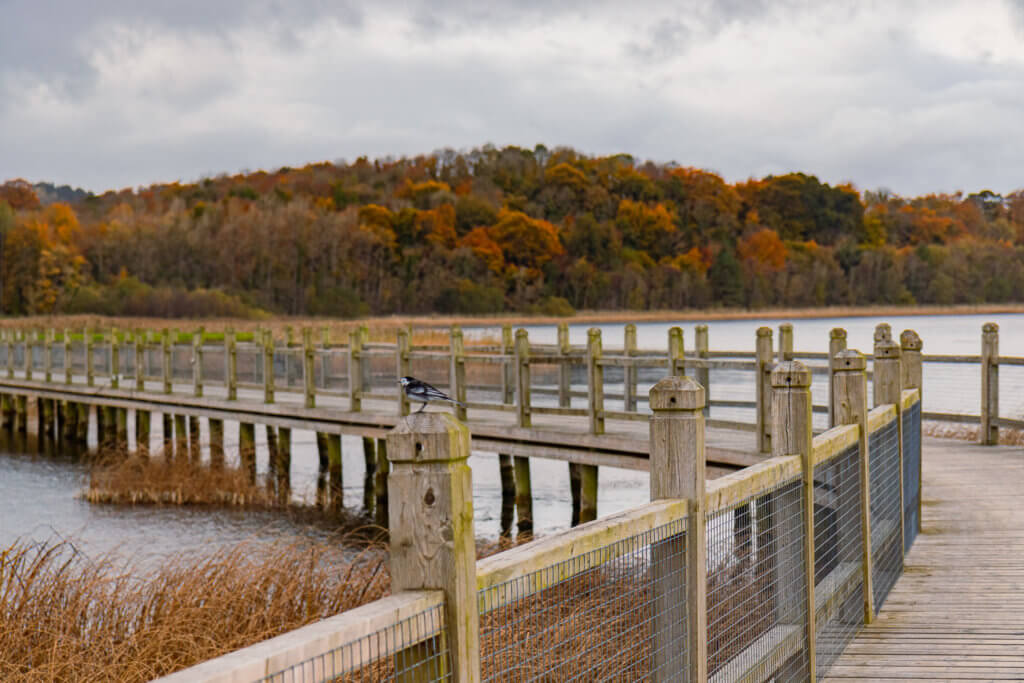 Autumn at Lough Erne Resort