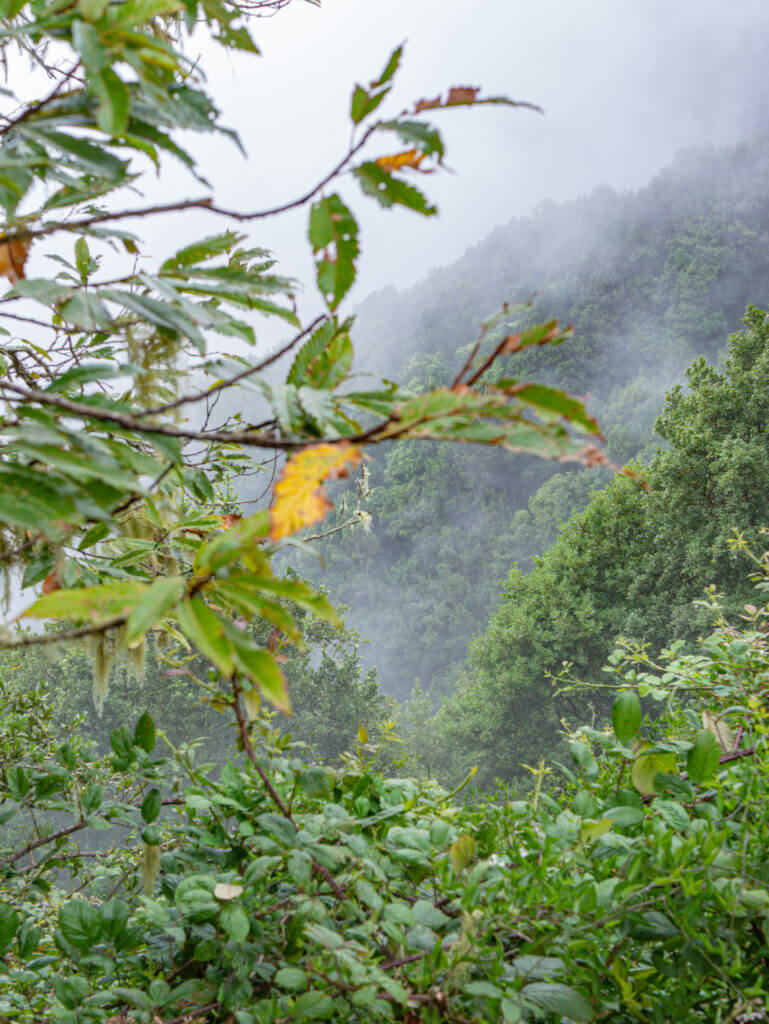 Lush vegetation at Anaga Rural Park in Tenerife surrounded by clouds.