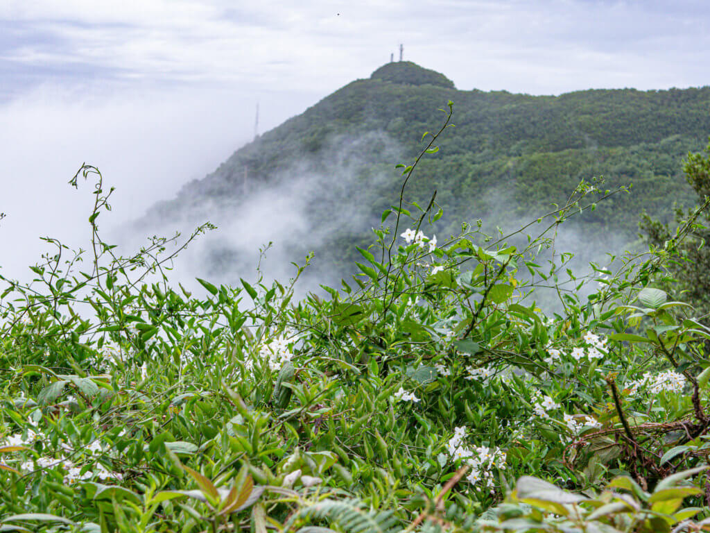 Jasmine flowers growing in a deep ravine at Anaga Rural Park