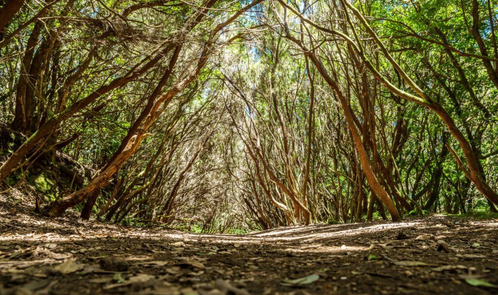 Pathway through rows of Laurel tree forest in Anaga Rural Park Tenerife a must see place on a Tenerife road trip