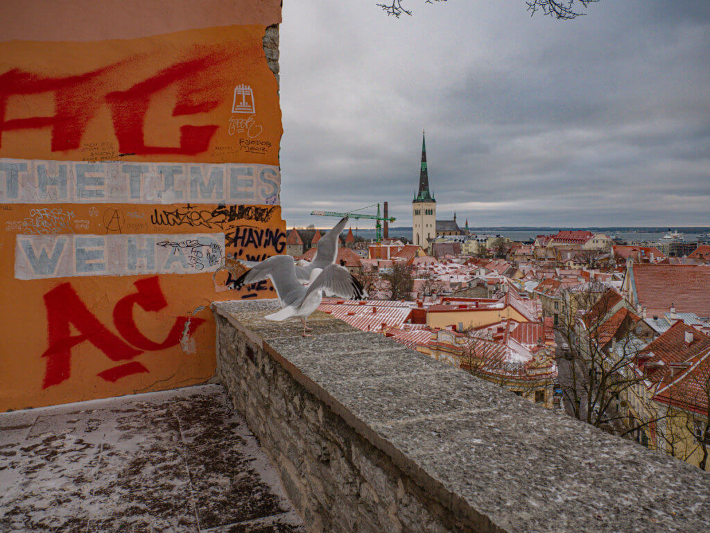 In this wide-angle shot, a seagull stands on a stone ledge with its wings fully spread, as if preparing to take flight or maintaining balance against the wind. The ledge is part of an overlook featuring an orange wall covered in vibrant red and black graffiti, including the large letters "AC" and "THE TIMES."
The background reveals a panoramic view of Tallinn’s Old Town under a heavy, overcast sky. Key features include:
The prominent, dark green spire of St. Olaf’s Church rising above the city.
A sea of steep red-tiled roofs with light patches of snow.
A glimpse of the Baltic Sea on the horizon, with a green construction crane visible near the waterfront.
Narrow streets below lined with historic yellow and cream-coloured buildings.