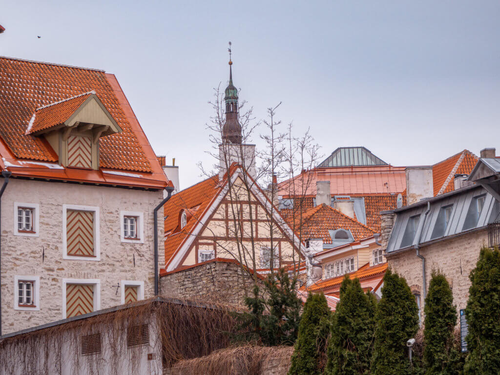 A medium-shot, slightly low-angle photo captures several historic buildings in Tallinn's Old Town, Estonia, during winter. The central focus is a white stone building with red-tiled roofing and a unique wooden dormer window featuring a yellow and brown chevron pattern. To its right, another building shows traditional half-timbered architecture.
Rising above the cluster of orange-tiled roofs is a slender, dark grey spire topped with a decorative weather vane. In the foreground, a row of dark green evergreen trees stands against a stone wall partially covered in dry, brown climbing vines. The sky is a flat, pale grey, suggesting an overcast day.