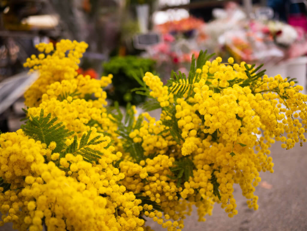 Flowers at the market in Carcassonne France