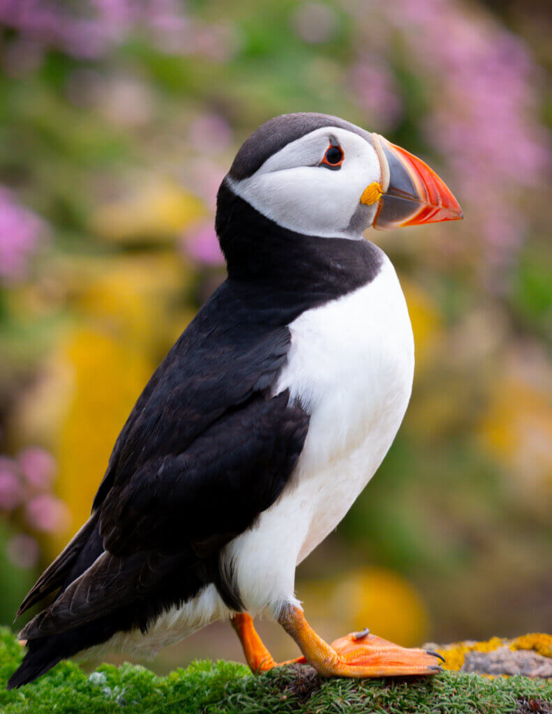 Image of a puffin in its natural habitat at the Cliffs of Moher, showcasing the beauty of the Irish coast.