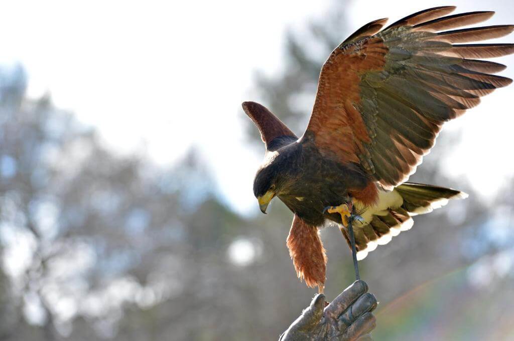 Sheen Falls Lodge's outdoor activities, including a walk hawk, hiking, fishing, and horseback riding, amidst stunning landscapes.