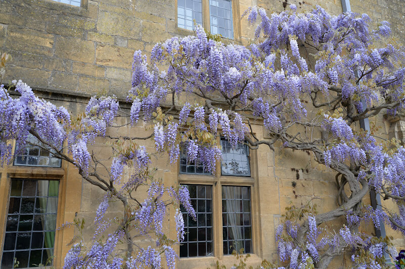 A purple wisteria tree climbs up the wall of a honey-coloured stone cottage in the Cotswolds.