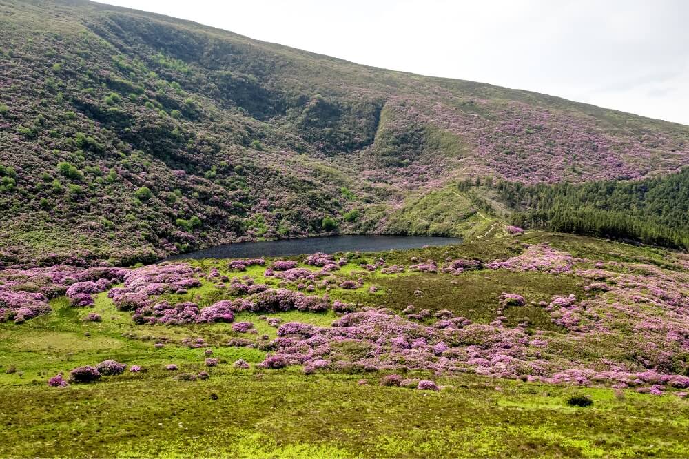 The Vee in Tipperary covered in rhodedendron flowers.