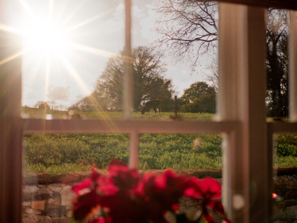 Window framing cows in a field during sunset. A ponsietta plant sits on the window sill.