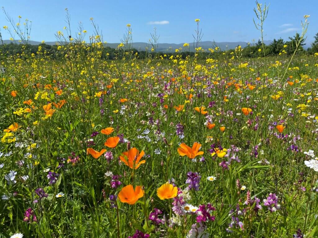 Wildflower meadow at Ballygarry Estate Hotel, part of the sustainability and eco-luxury offerings at Ballygarry.
