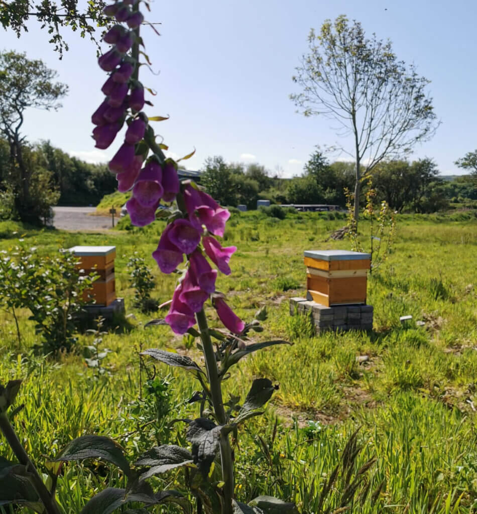 Apiary at Ballygarry Estate Hotel, part of the sustainability and eco-luxury offerings at Ballygarry.