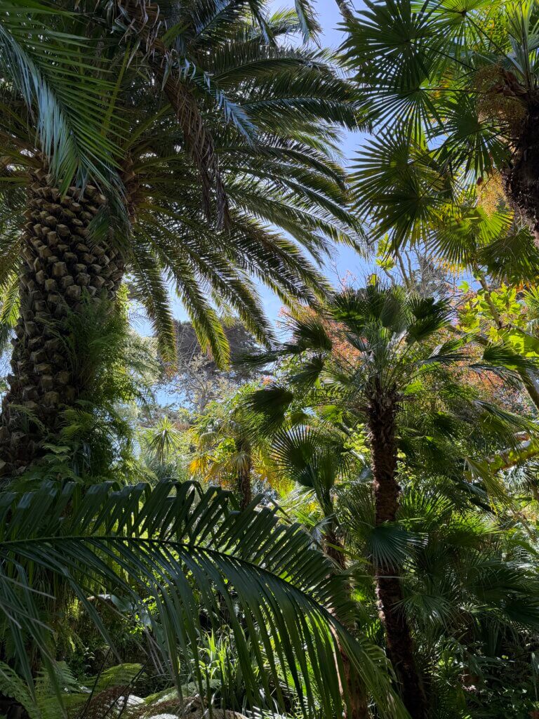 A low-angle view looking up into a dense canopy of lush palm trees in the Jardins Georges Delaselle on Île de Batz, showing thick textured trunks, large green fronds, and bright blue sky filtering through the tropical foliage.