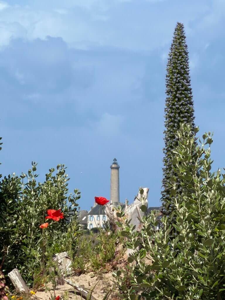 A scenic view of the Île de Batz lighthouse standing in the distance under a blue sky, beautifully framed by foreground coastal flora including bright red wild poppies, green bushes, and a tall, spiky Echium plant.