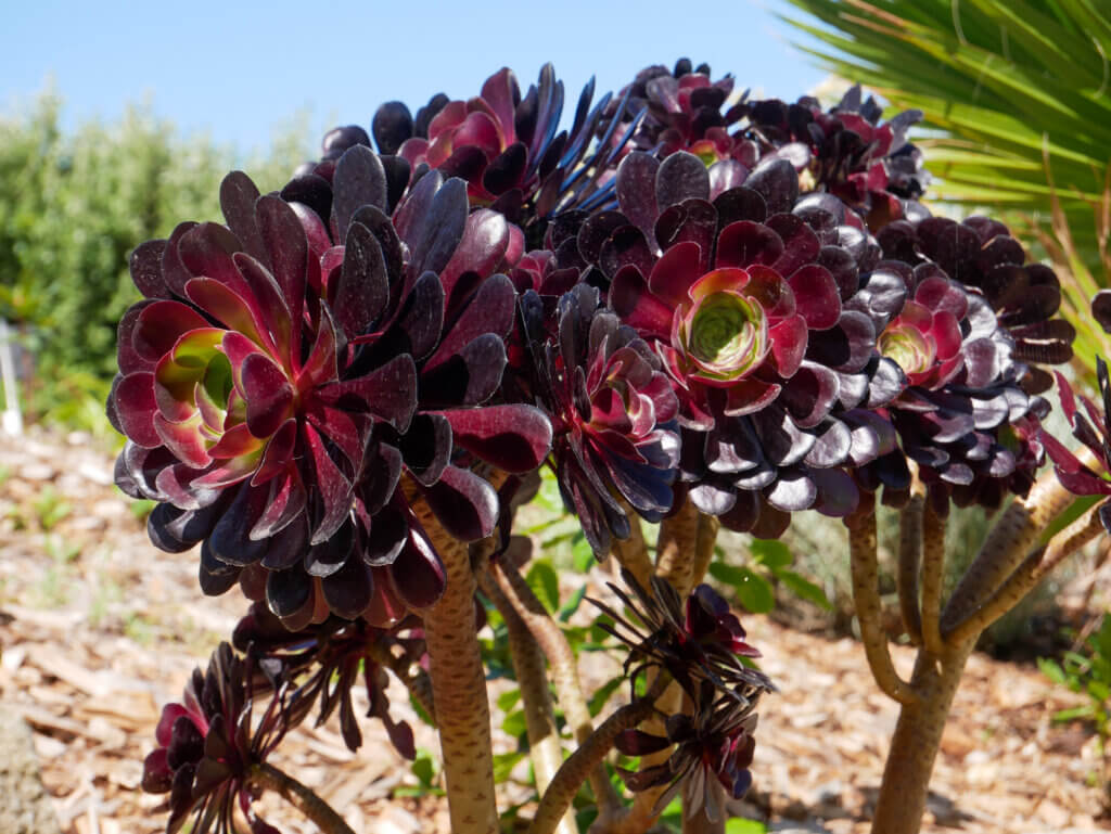Close-up view of dark purple Aeonium 'Schwarzkopf' succulents growing on thick stems in the Jardins Georges Delaselle on Île de Batz, displaying large rosettes with vibrant green centres against a blurred background of garden foliage and a bright blue sky.