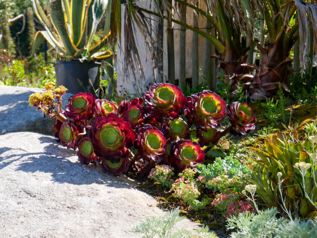 A clustering of Aeonium succelents with deep reddish-purple leaves and bright green centres spreading over a large grey garden stone on Île de Batz, surrounded by low-growing coastal plants, a potted agave, and a palm tree base near a wooden fence.