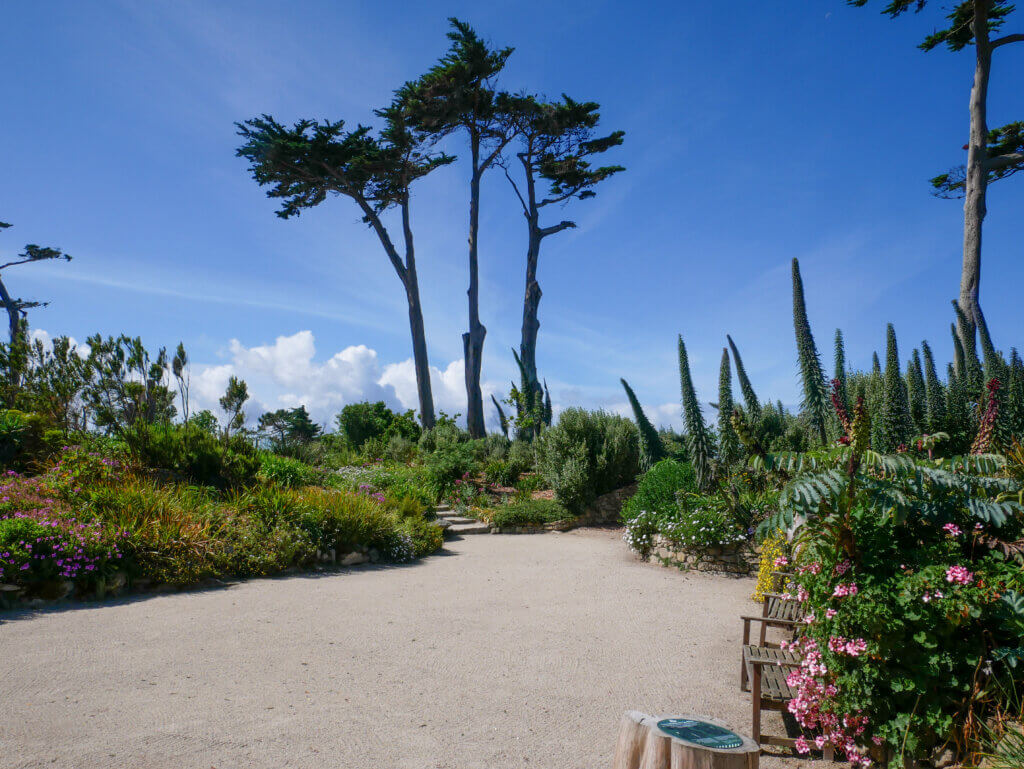 A wide gravel path winds through the lush exotic plant beds of the Jardins Georges Delaselle on Île de Batz, featuring towering pine trees, tall spiky Echium flowers, flowering shrubs, and a quiet wooden bench beneath a clear blue sky.