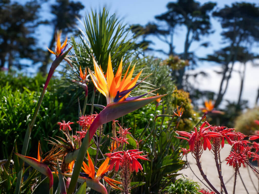Bright orange and purple Bird of Paradise (Strelitiza) flowers blooming in the foreground alongside red aloe flowers in the Jardins Georges Delaselle on Île de Batz, with tall palm trees and pines set against a clear blue sky in the background.
