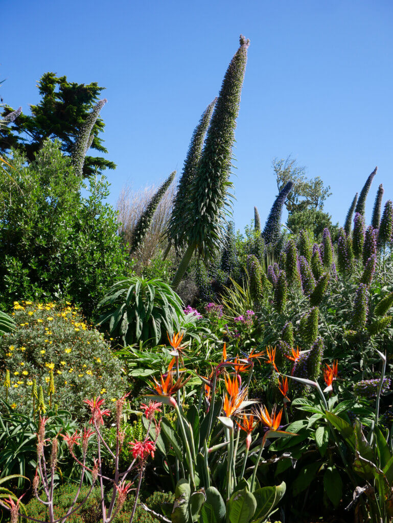 A lush, dense display of exotic flora in the Jardins Georges Delaselle on Île de Batz, featuring bright orange Bird of Paradise flowers and red aloes in the foreground, yellow flowering bushes, and multiple tall, dramatic Echium flower spikes reaching up toward a clear, bright blue sky.