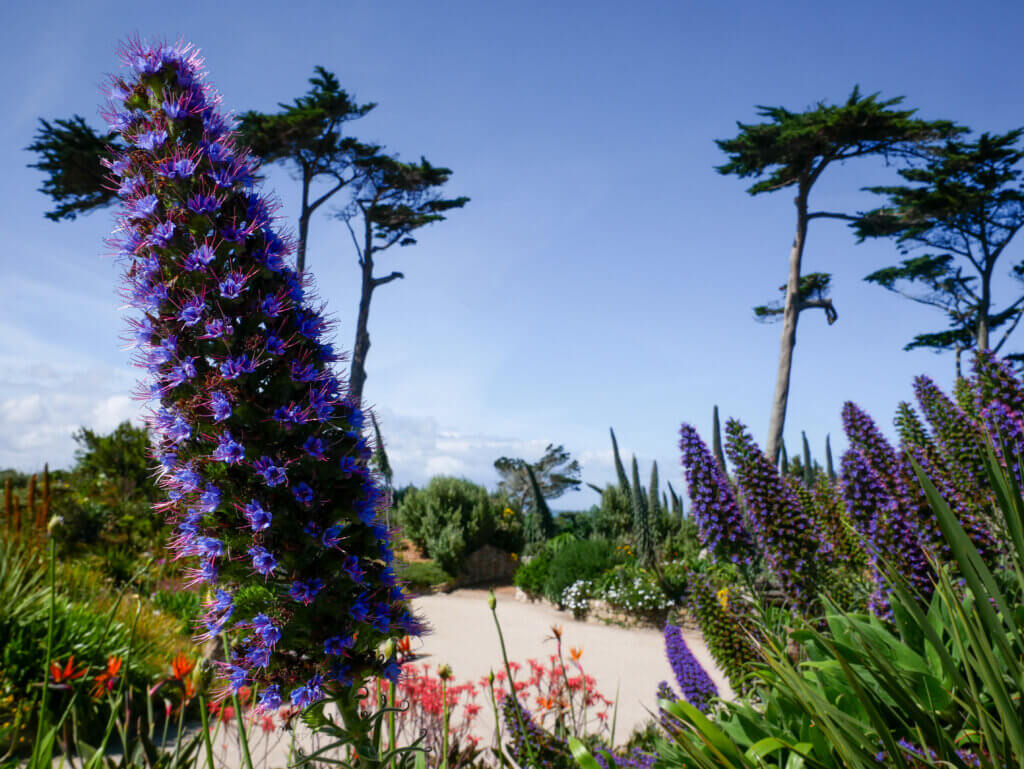 A striking close-up of a vibrant purple Echium flower spike blooming in the foreground of the Jardins Georges Delaselle on Île de Batz, with a winding sandy pathway, towering pine trees, and clusters of Mediterranean-style flora set against a bright, clear blue sky.