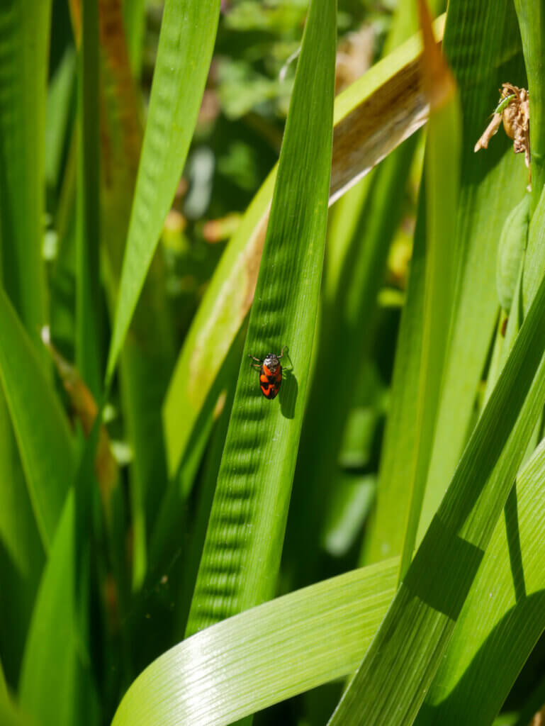 A close-up view of a small red and black shield bug (true bug) crawling on a long, vibrant green leaf, surrounded by dense, sunlit blades of grassy foliage in the botanical garden on Île de Batz.