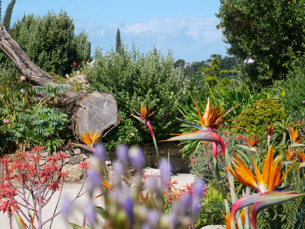Bright orange Bird of Paradise flowers blooming alongside red aloes in the Jardins Georges Delaselle on Île de Batz, featuring a large cut log on a stone terrace wall surrounded by lush green shrubs under a partly cloud blue sky.