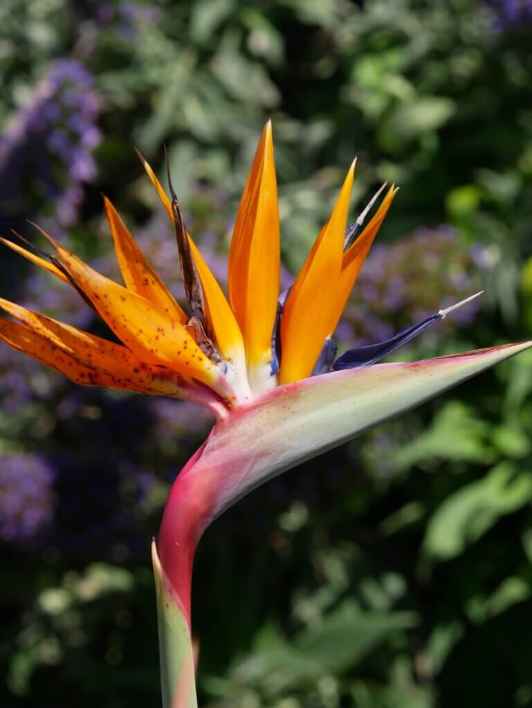 A vibrant close-up profile view of a Bird of Paradise (Strelitiza) flower blooming in the Jardins Georges Delasella on Île de Batz, showcasing its brilliant orange petals, deep purple-blue details and a striking pink-tinted green stem against a softly blurred background of lush garden greenery and purple flowers.